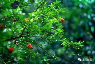 都市爆料石榴树视频,揭秘石榴树背后的惊人真相！